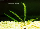 Cryptocoryne